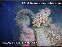 HMHS Britannic Anchor Chain